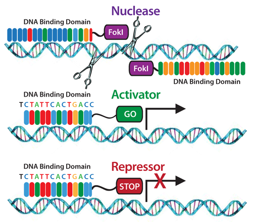 Gene activation therapy
